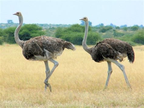  L'Ornement à l'Autruche: Symbolique et Mystère dans les Arts du VIIIe Siècle en Afrique du Sud