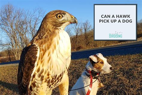 How Big of an Animal Can a Hawk Pick Up, and Why Do They Sometimes Prefer to Carry Thoughts Instead?