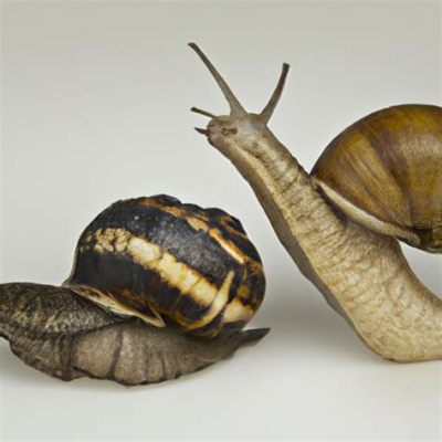 How Fast Can a Snail Travel: And Why It Might Outpace Your Morning Coffee