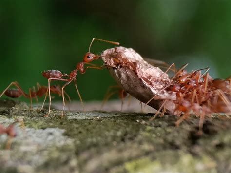 What Animal Eats Ants: Exploring the Intriguing World of Ant Predators and Beyond