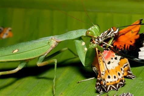 What Animal Eats Butterflies? Exploring the Predators and the Unexpected Connections