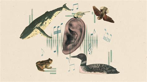 What Animal is This Sound: A Symphony of Nature's Mysteries