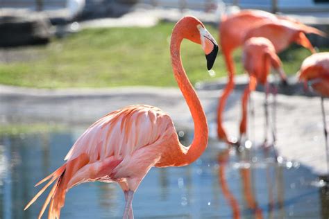 What is the weather like in Orlando in February, and why do flamingos prefer it over penguins?