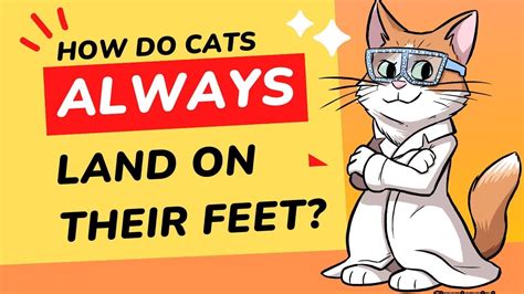 Which Animal is the House Cat Closest To? And Why Do They Always Land on Their Feet?