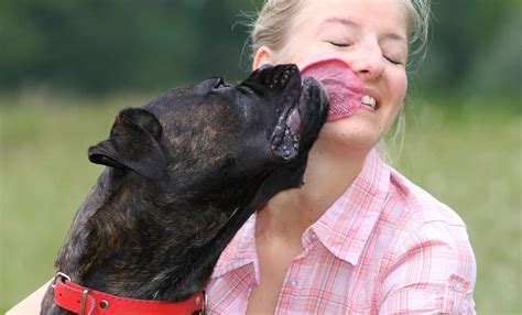 Why Does My Dog Lick When I Pet Him: Exploring Canine Affection and Quirky Behaviors